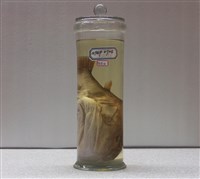 藏品(圓魨)的圖片